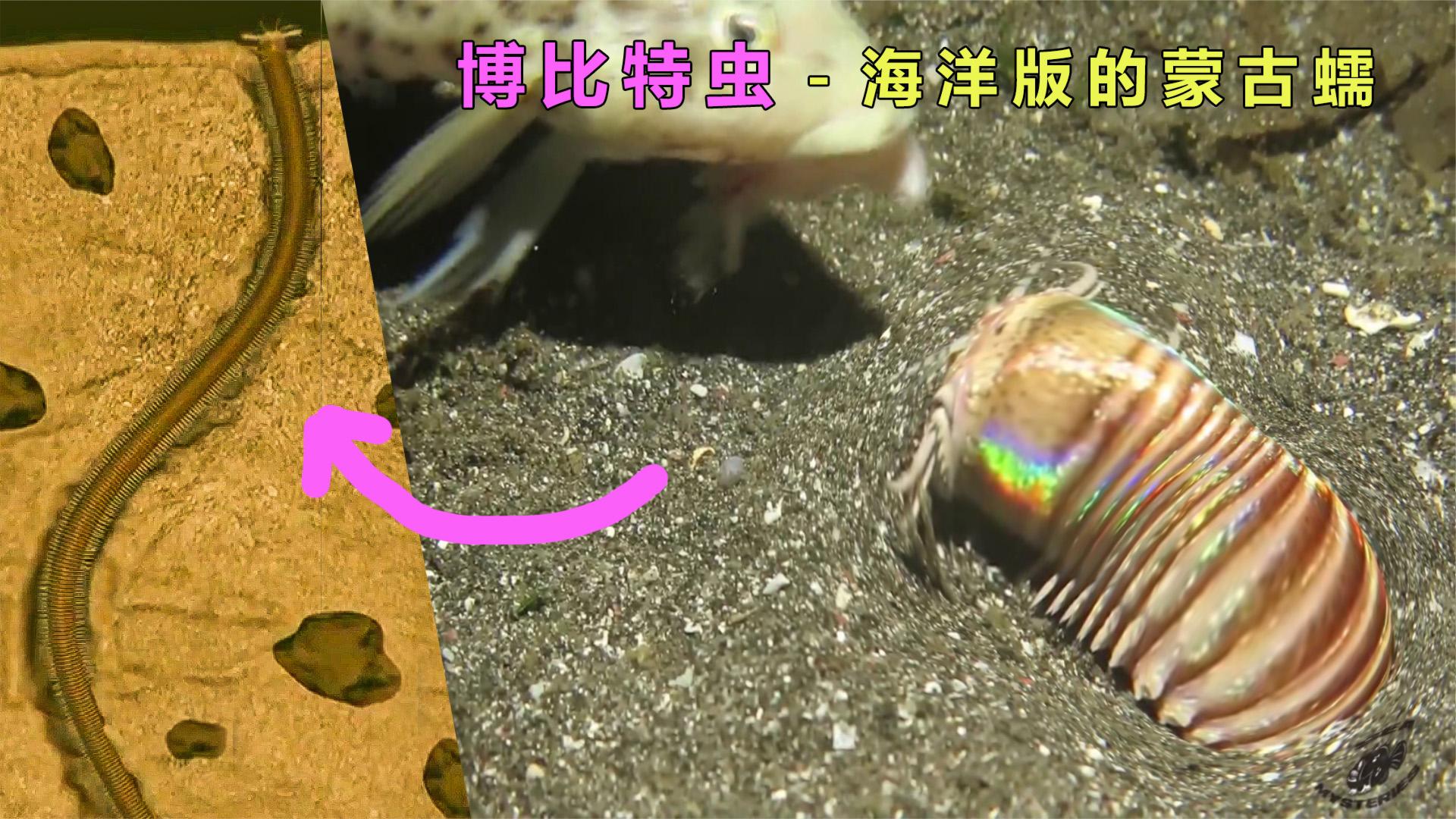 海洋动物的噩梦:博比特巨型蠕虫