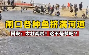 Video herunterladen: 闸口放水各种鱼挤满河道，简直太壮观啦！网友：这不是梦境吧？