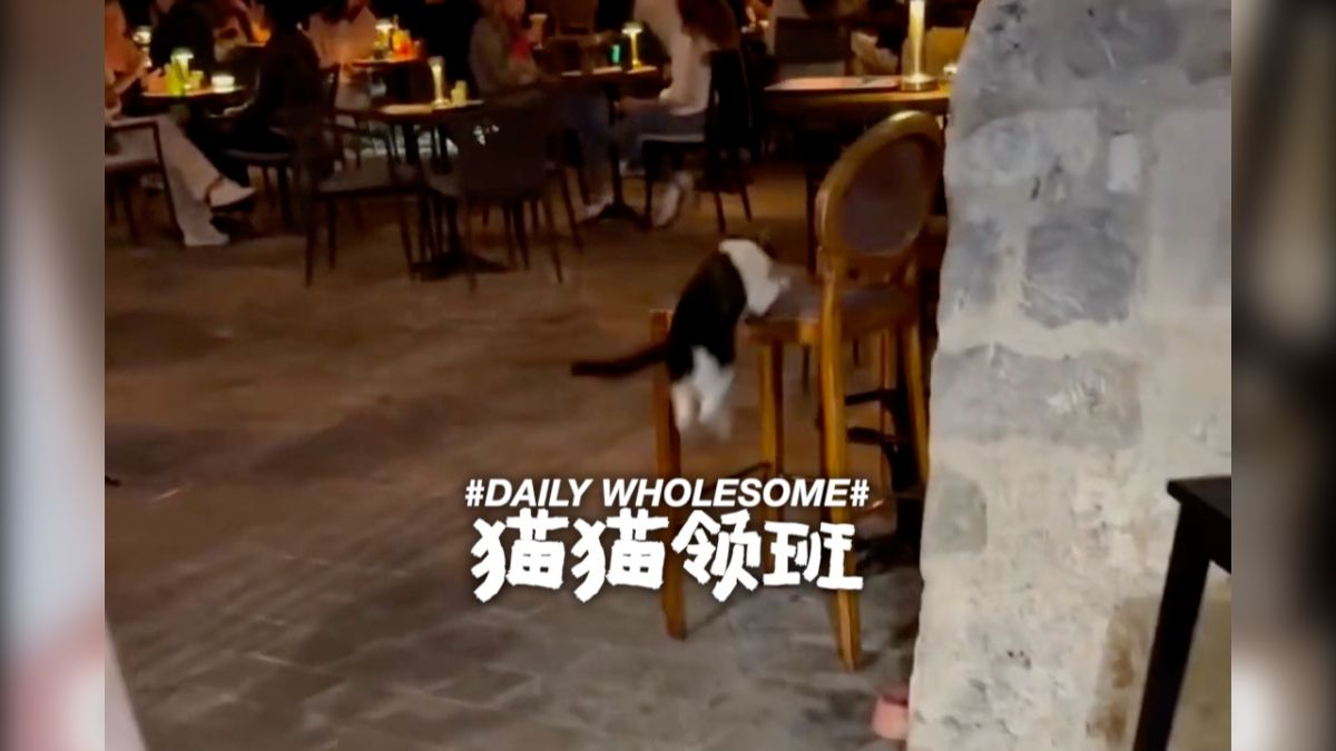 这家餐厅，猫猫会领你到空桌子上
