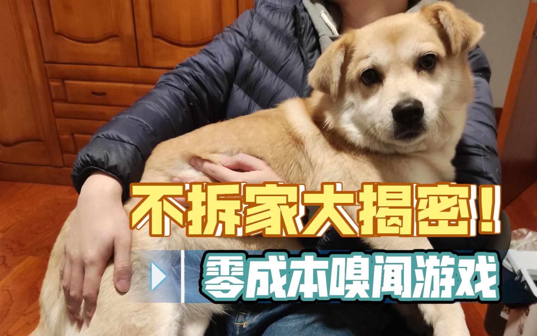 【小土狗满满】 嗅闻垫太贵? 来试试和修狗一起玩嗅闻游戏吧!