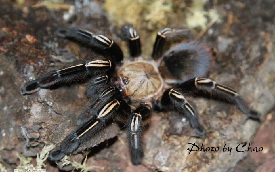 火焰黄膝头吔樱桃蟑螂