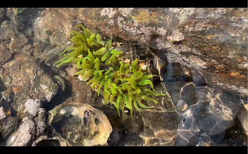 野采时发现的一只漂亮的绿海葵(可能是绿疣海葵)