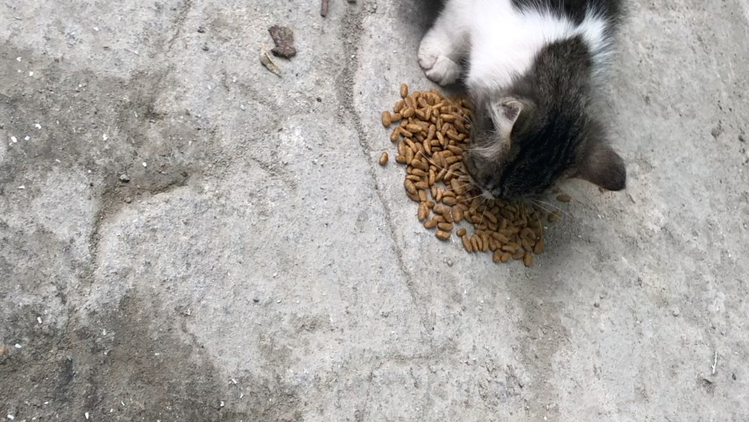 流浪猫叫得好大声,up倒了猫粮,小狸花猫吃了起来,up后来靠得很近的