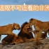 只可远观，不可近看的非洲狮群