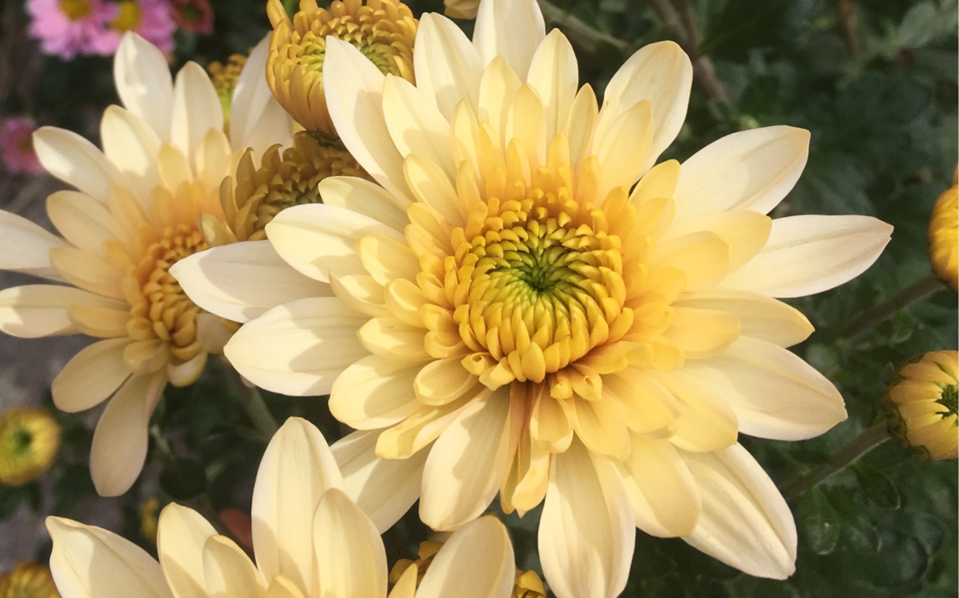 切花菊-香草冰沙