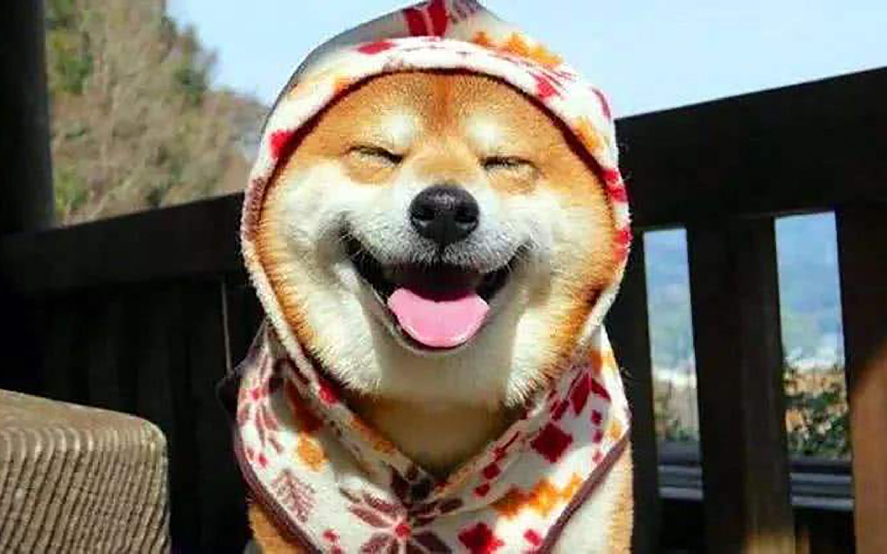 【汪星人/搞笑】这可能是我见过最可爱的秋田犬了!