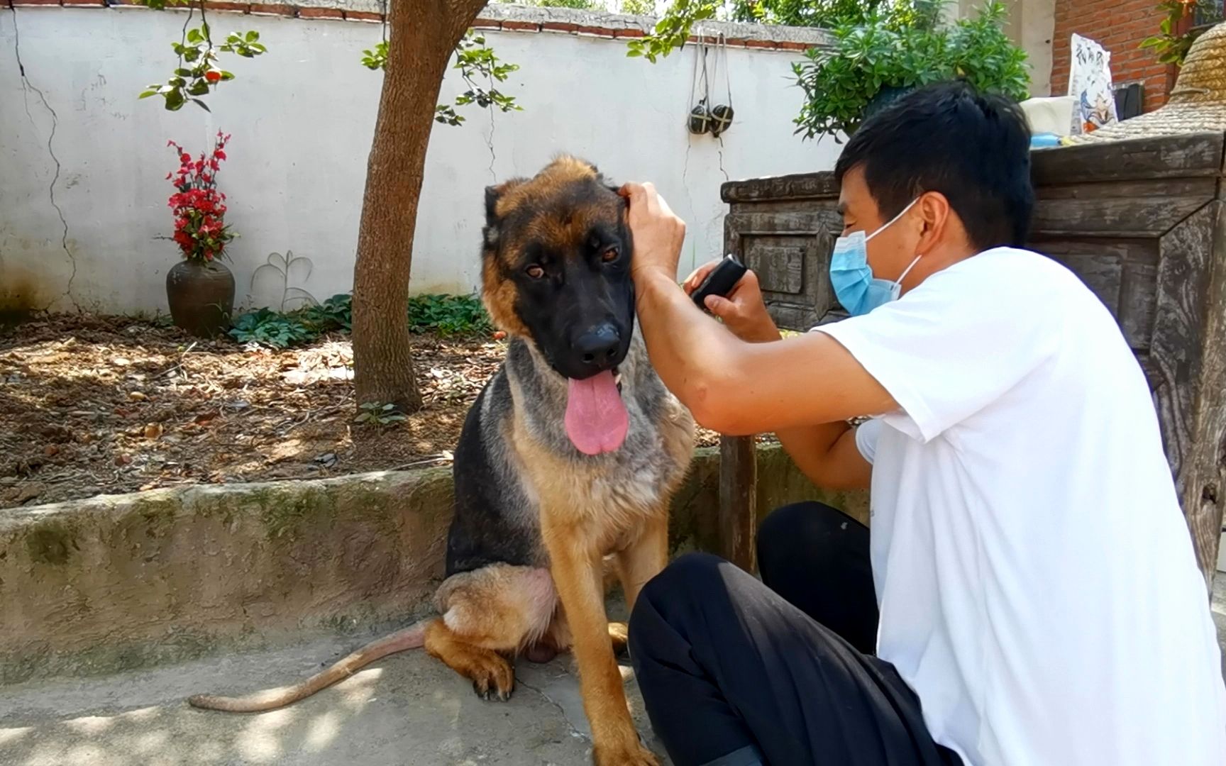 给德牧剃毛换个造型,又帅又凉快,毛剃好了开始给狗子洗澡_哔哩哔哩