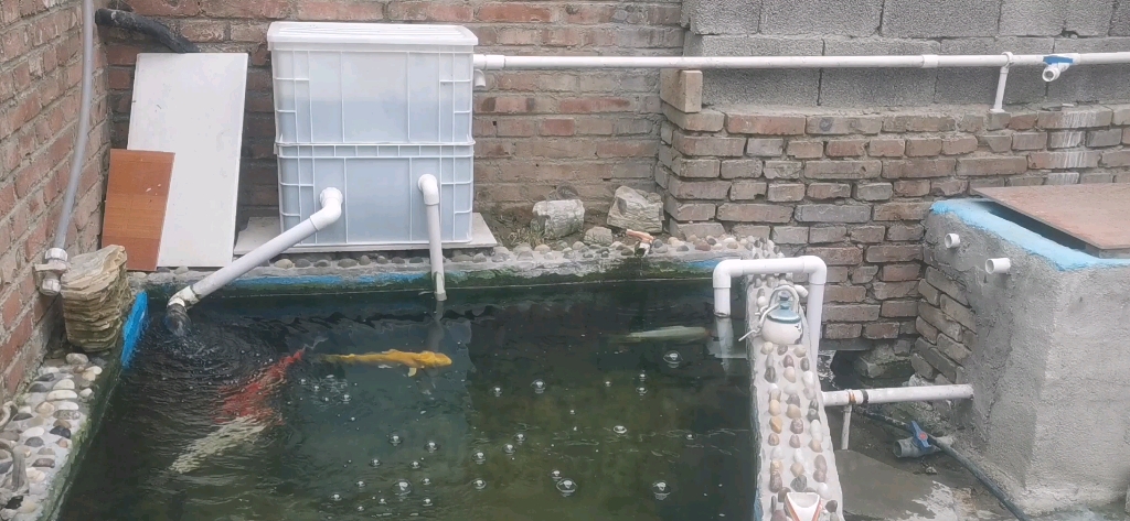 小鱼池虹吸过滤循环起来再看一下其它几个鱼池里面养的鱼