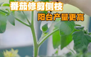 Download Video: 番茄修剪侧枝 阳台产量更高！分享一些我番茄种植的小技巧哈哈