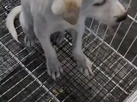 拉布拉多串,疫苗已打完,喜欢联系,狗狗在深圳松岗