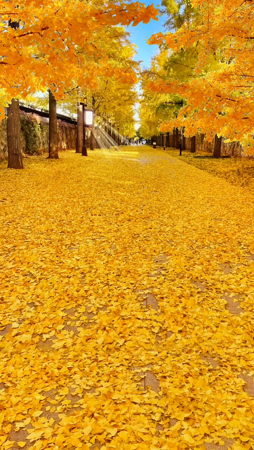 背景素材 我曾捡到一束光,在日落的时候还给了太阳