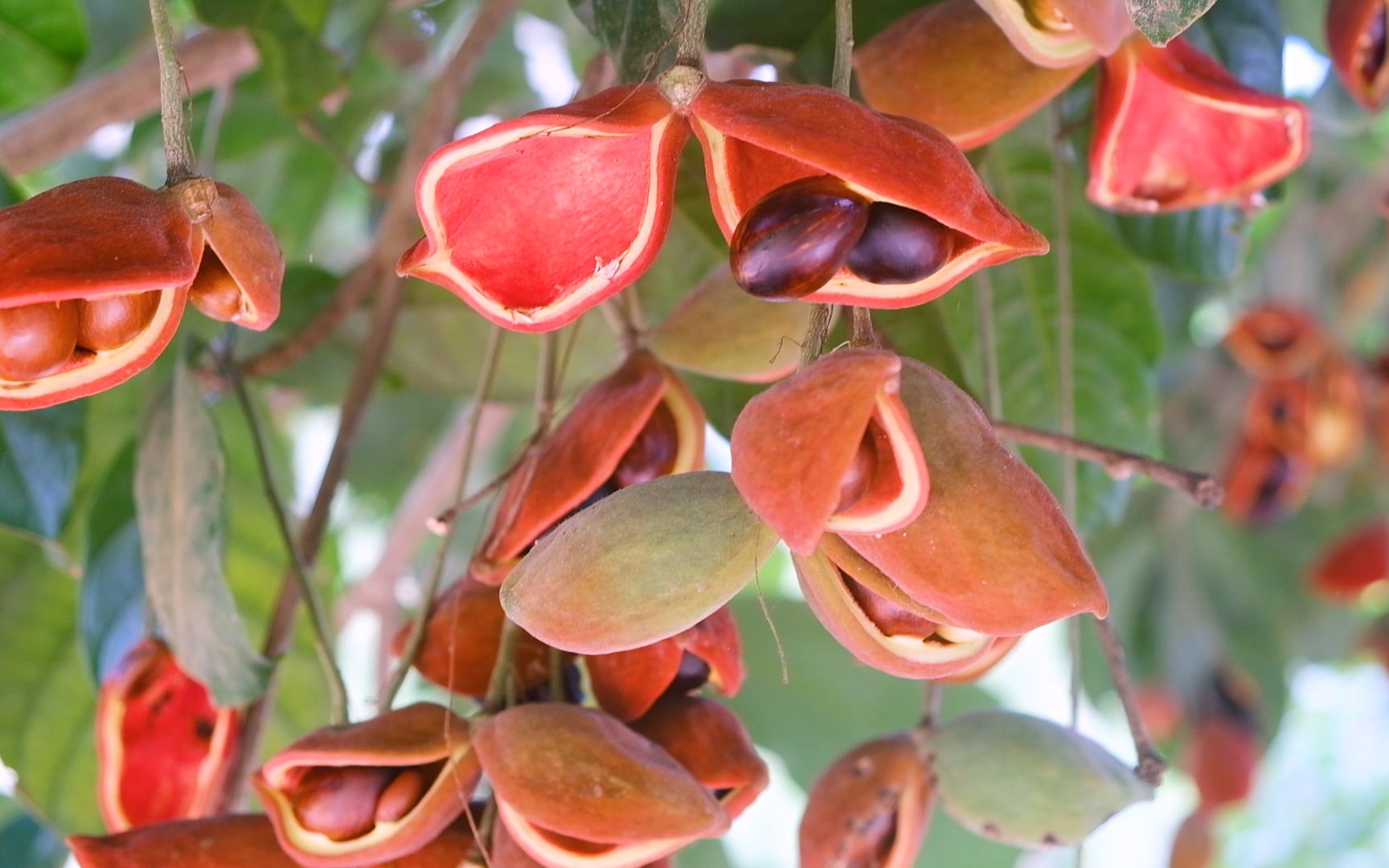 红艳艳的九层皮果有点像板栗但是比板栗好吃vlog