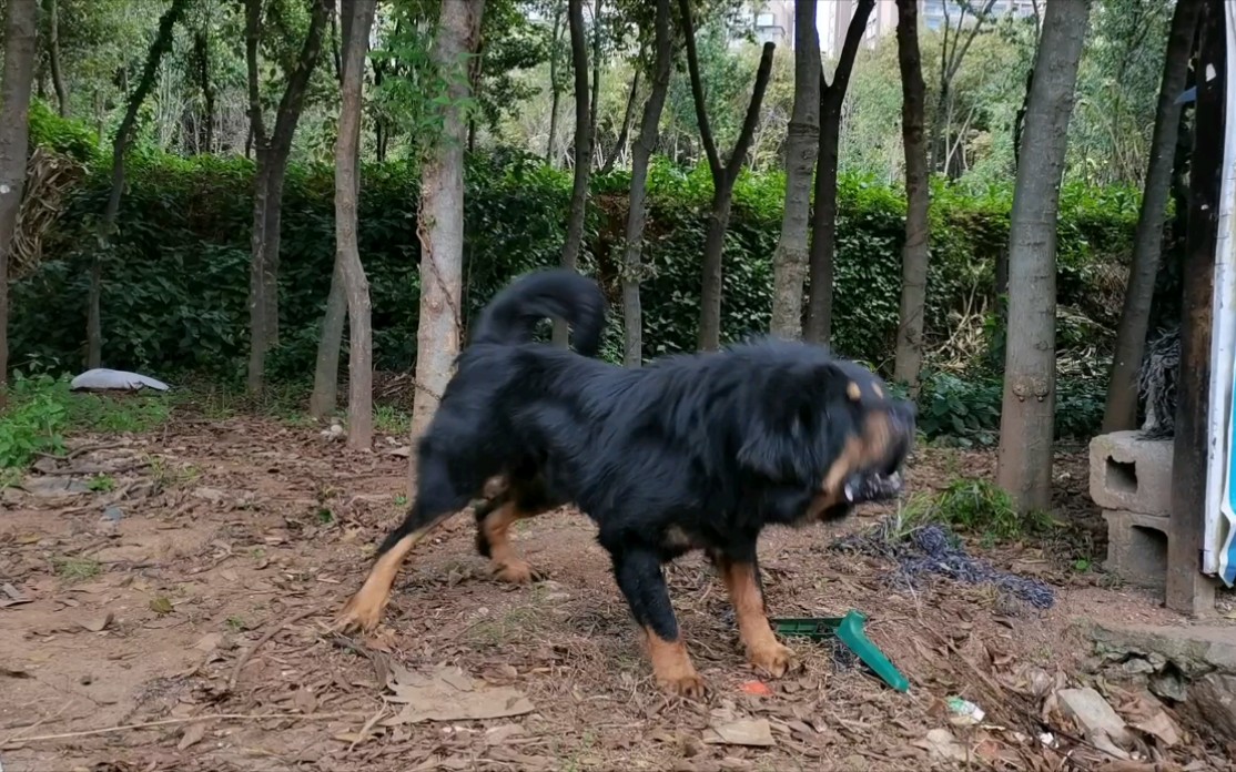 凶猛的公藏獒杀伤力是非常大的,可以咬死三头狼哔哩哔哩bilibili