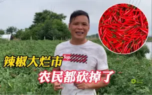 下载视频: 农民种辣椒遇到大烂市，便宜到不想要了，很多人忍痛砍掉了