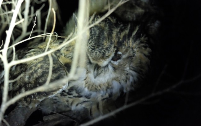 [图]竟然遇到被冻死的猫头鹰