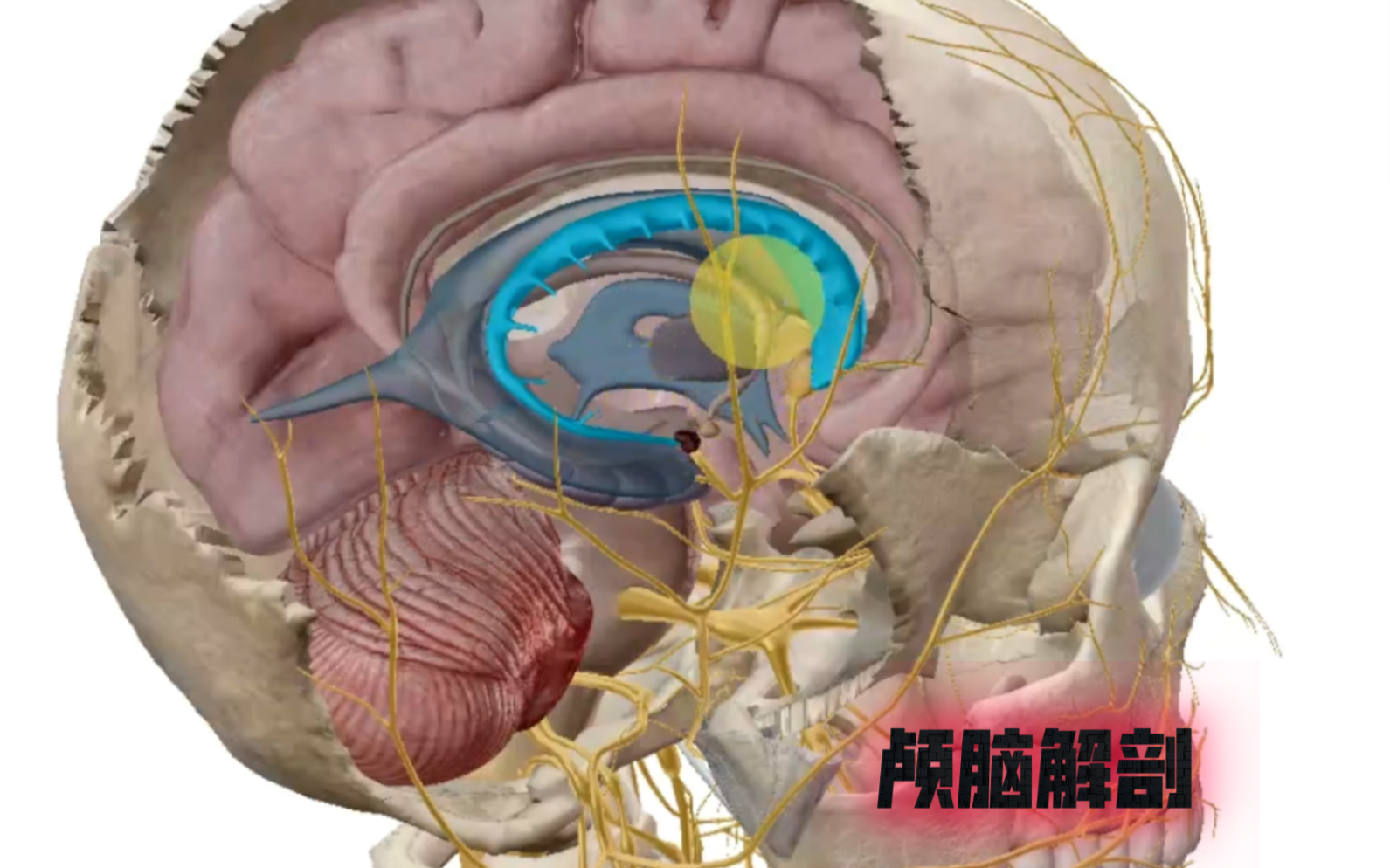 颅脑:基底神经节