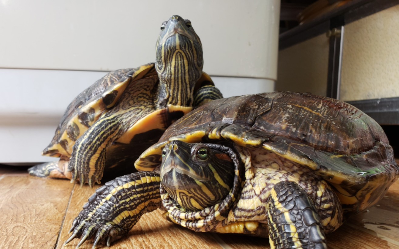 【巴西龟】花 式 晒 背