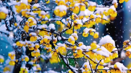 [图]梅花爱雪雪不知，开在雪中做情痴，芳心碎落三千瓣，片片香魂皆成诗