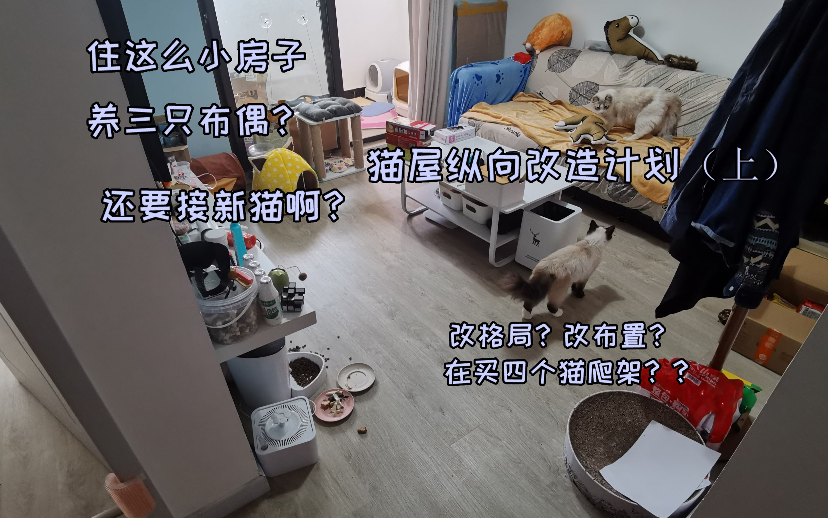 【星下猫】这么小的房子你养三只布偶!?再买四个猫爬架?猫屋纵向改造计划(上)买的东西陆续到具体开箱改造见下期哔哩哔哩bilibili