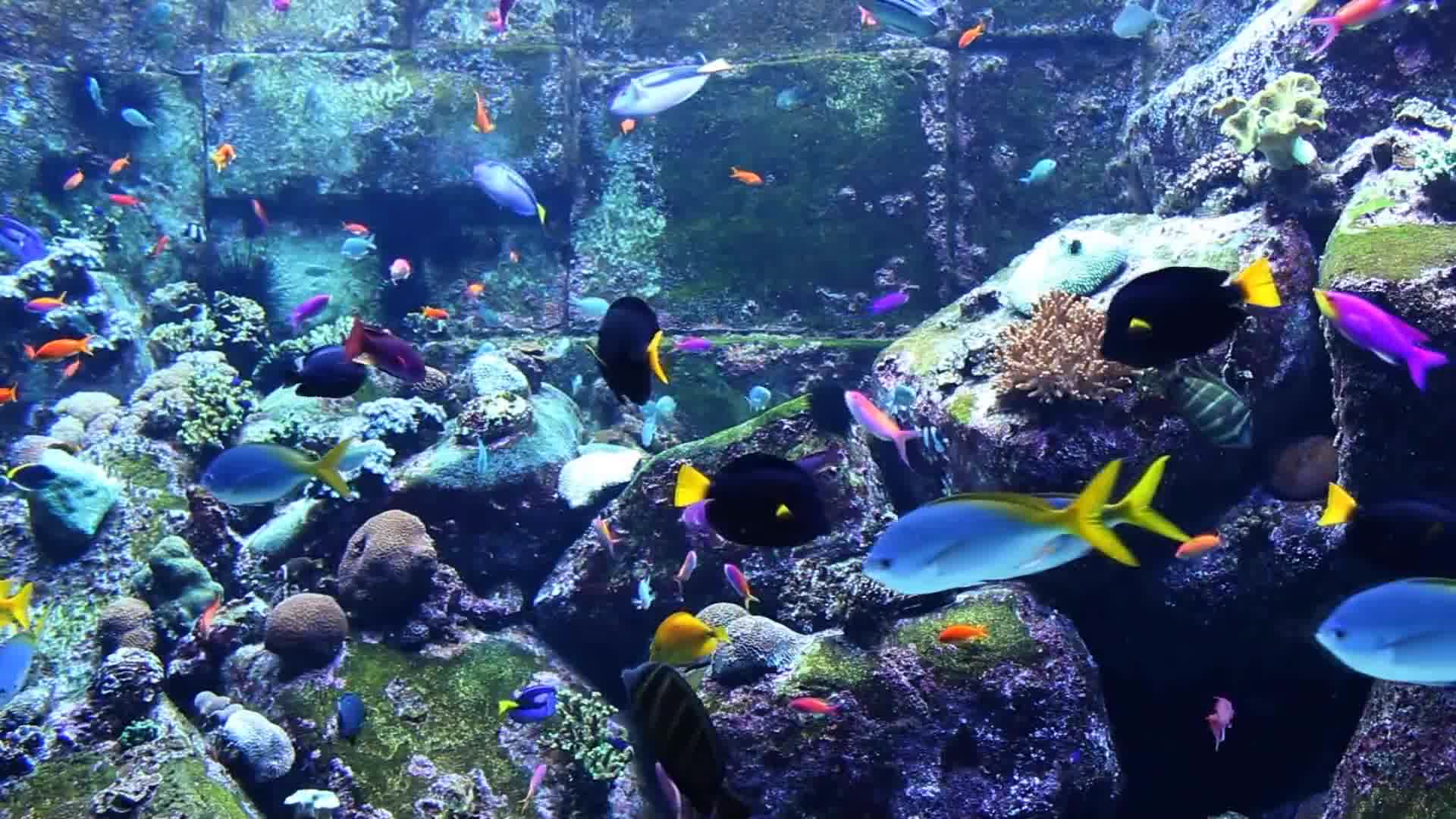 63 3 小時的美麗的珊瑚礁,魚,海洋,水族館,魚缸 & 放鬆音樂 63