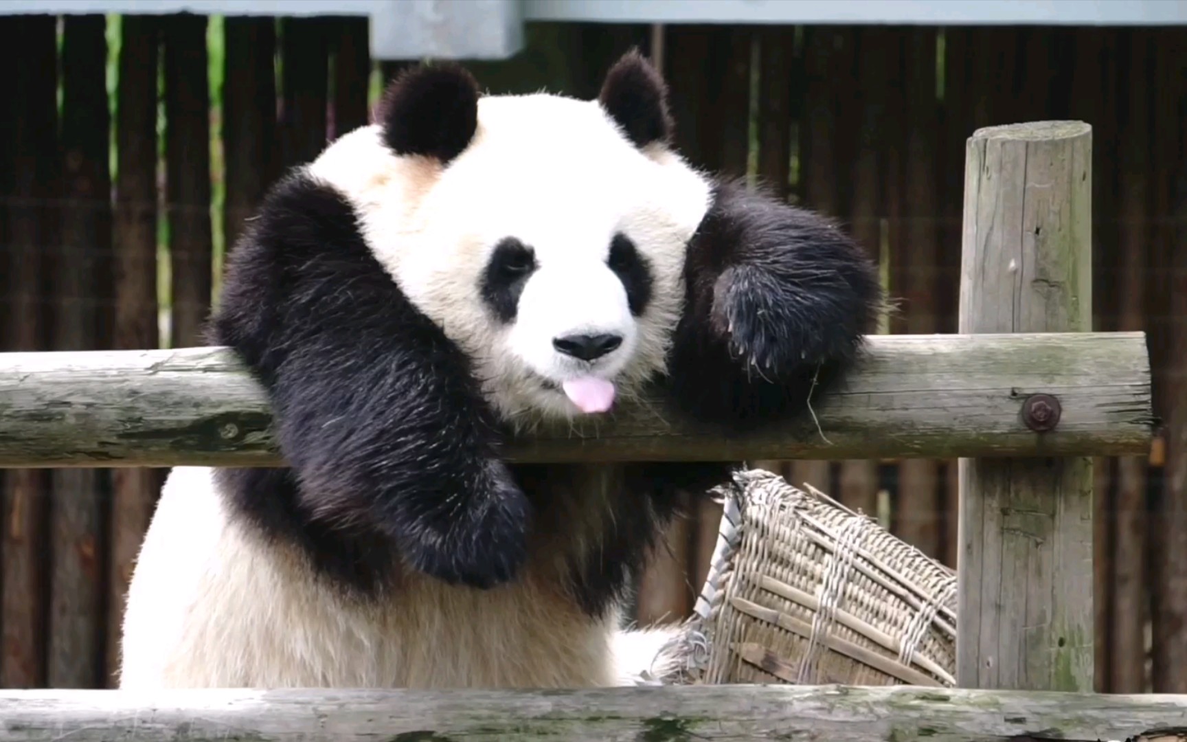 【大熊猫大美】长沙小甜心融化你