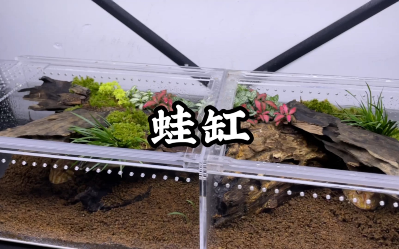 角蛙造景缸_哔哩哔哩_bilibili