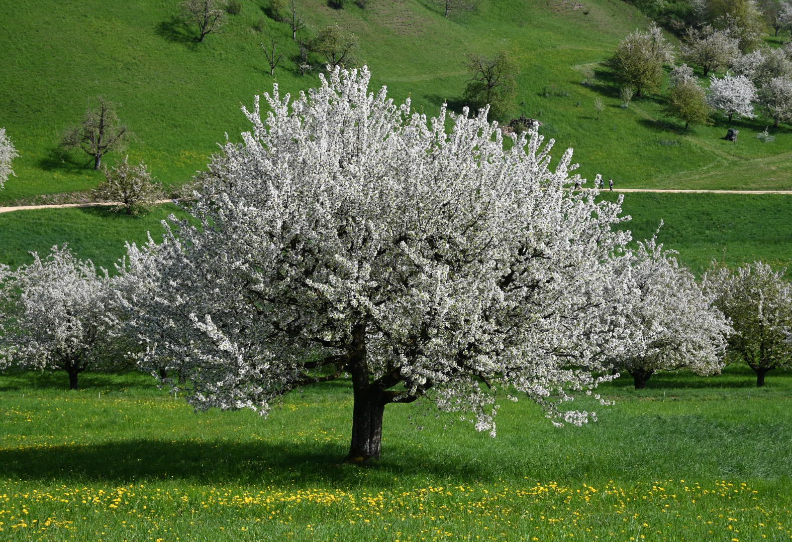 4.10瑞士徒步之前往frick和liestal看樱花