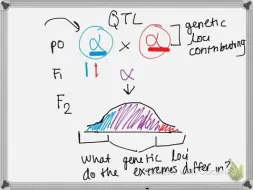 Video herunterladen: QTL 和 GWAS