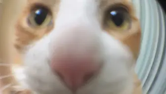 全网唯一会颤音的小猫咪诶！