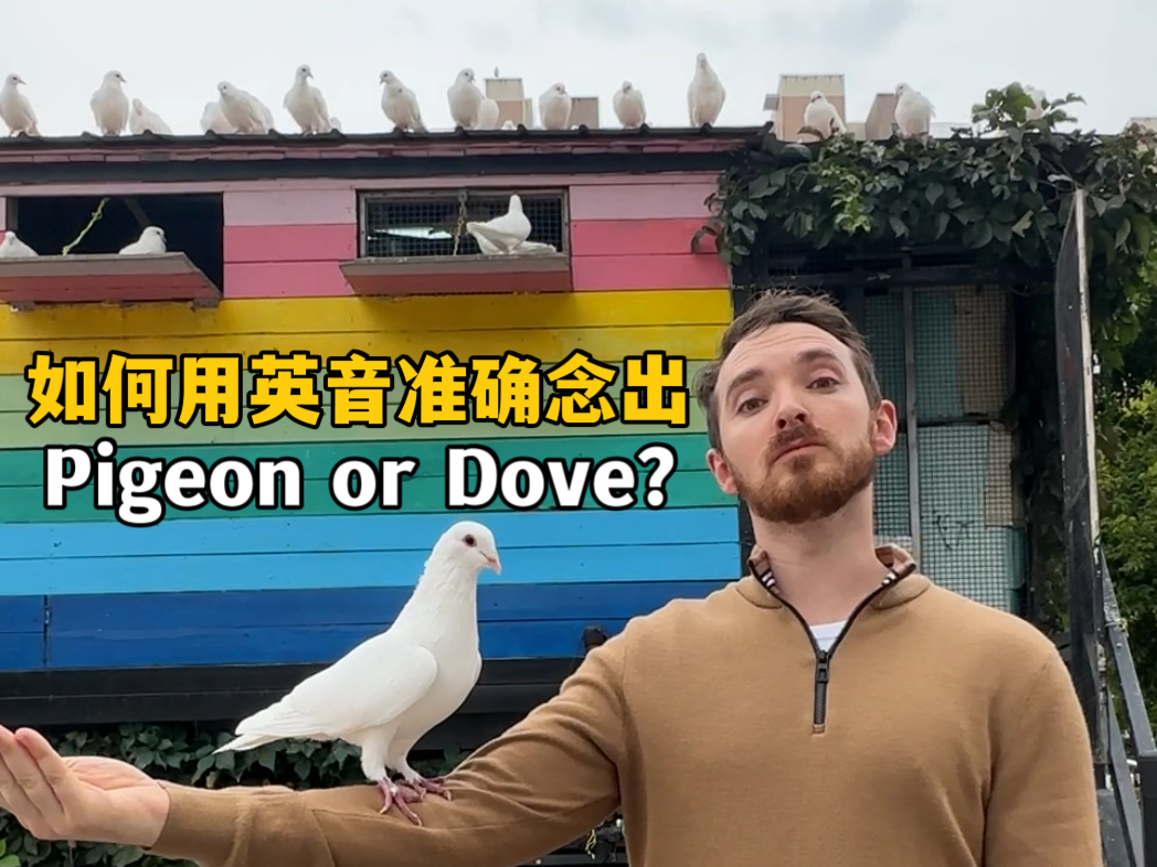 英国绅士教你用标准英式英语念出Pigeon哔哩哔哩bilibili