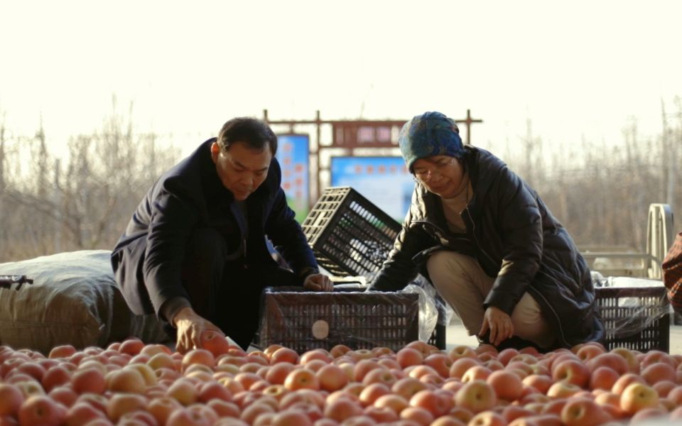 坚持7年改良土地,山东张家人种出“金苹果”哔哩哔哩bilibili