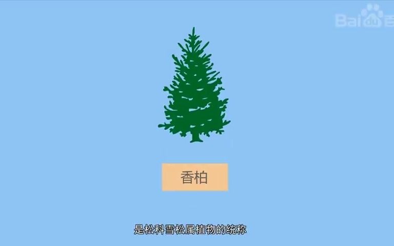 陕西雪松价格 合阳县兄弟农场最合适哔哩哔哩bilibili