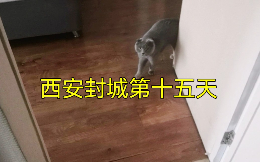 西安封城第十五天,网友们都建议我把猫吃了哔哩哔哩bilibili