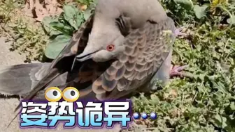 路边遇到这种诡异姿势的鸟不要碰！人类也会感染！