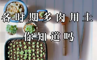 多肉用土 哔哩哔哩 Bilibili