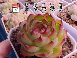 Download Video: 多肉植物爱好者必看！超美多肉盆栽大集合！