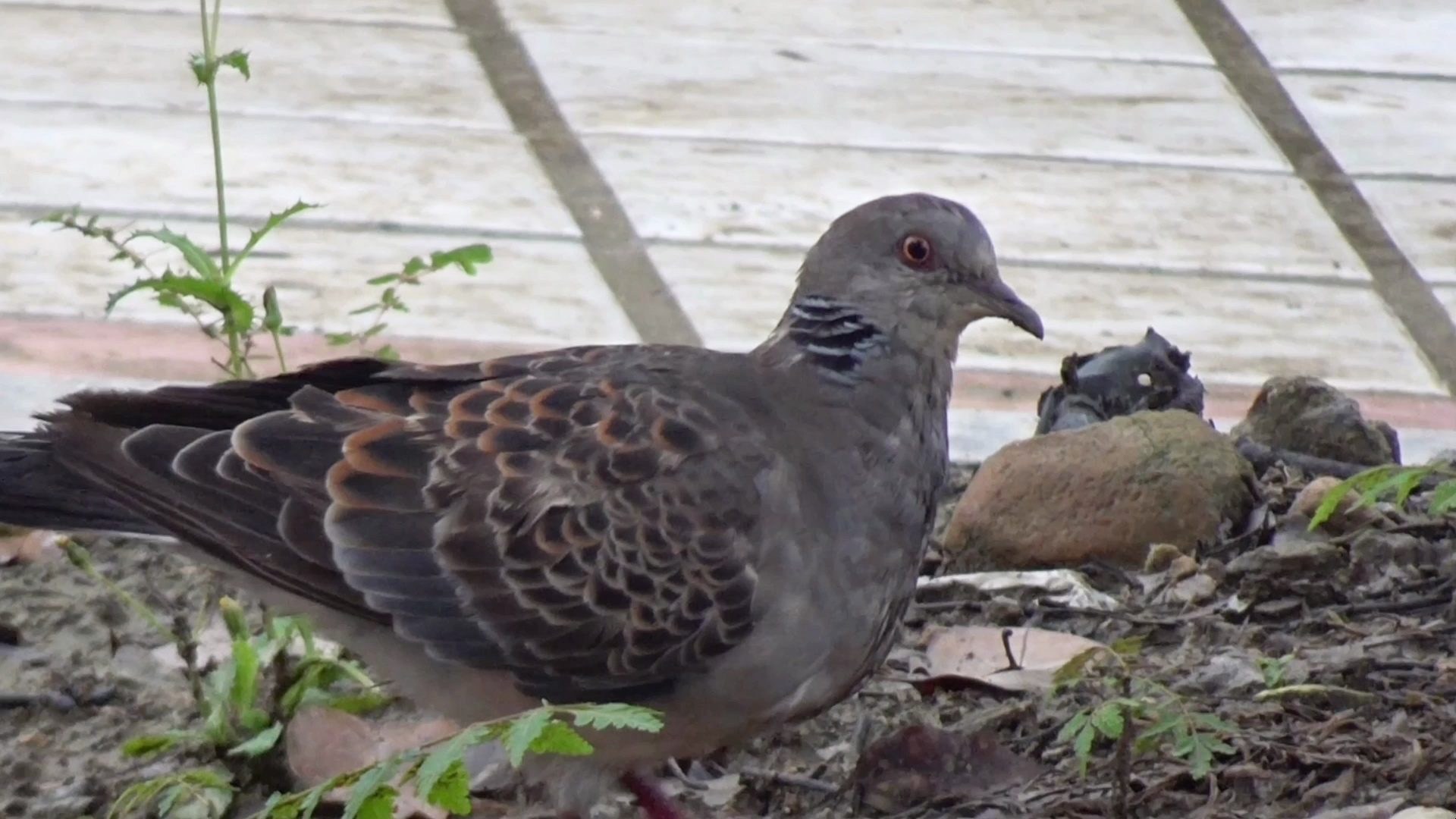 为啥吃到珠珠的斑鸠会发会呆呢