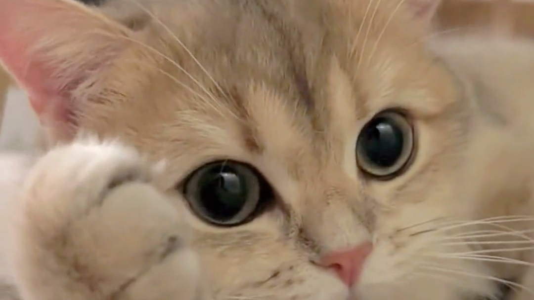 云吸猫 萌萌可爱小猫咪