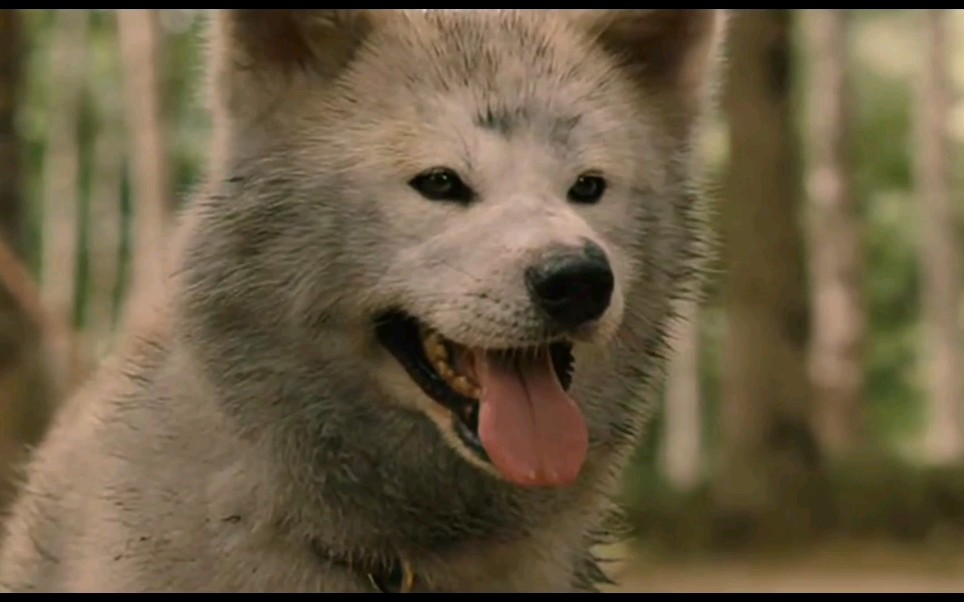 星守之犬:秋天犬(开心)