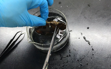 艰难出生的条纹斑竹鲨