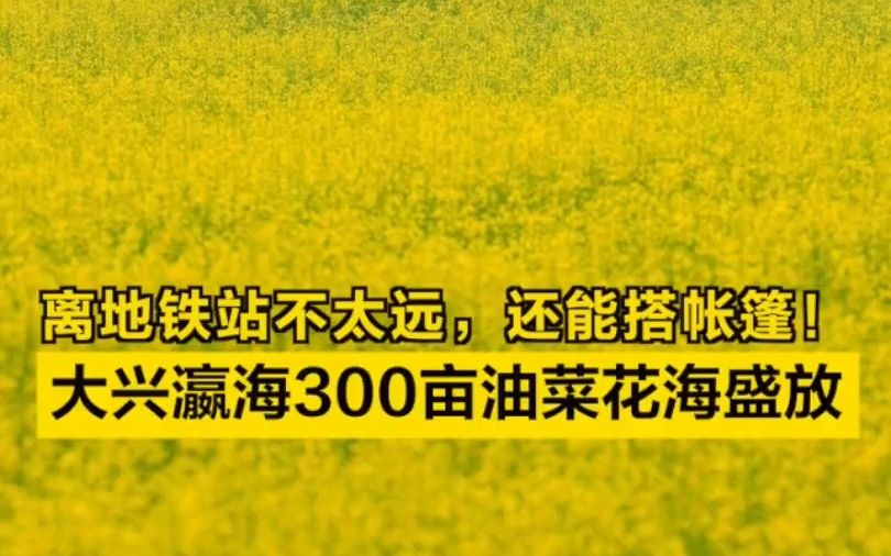 离地铁站不太远,还能搭帐篷!大兴瀛海300亩油菜花海盛放哔哩哔哩bilibili