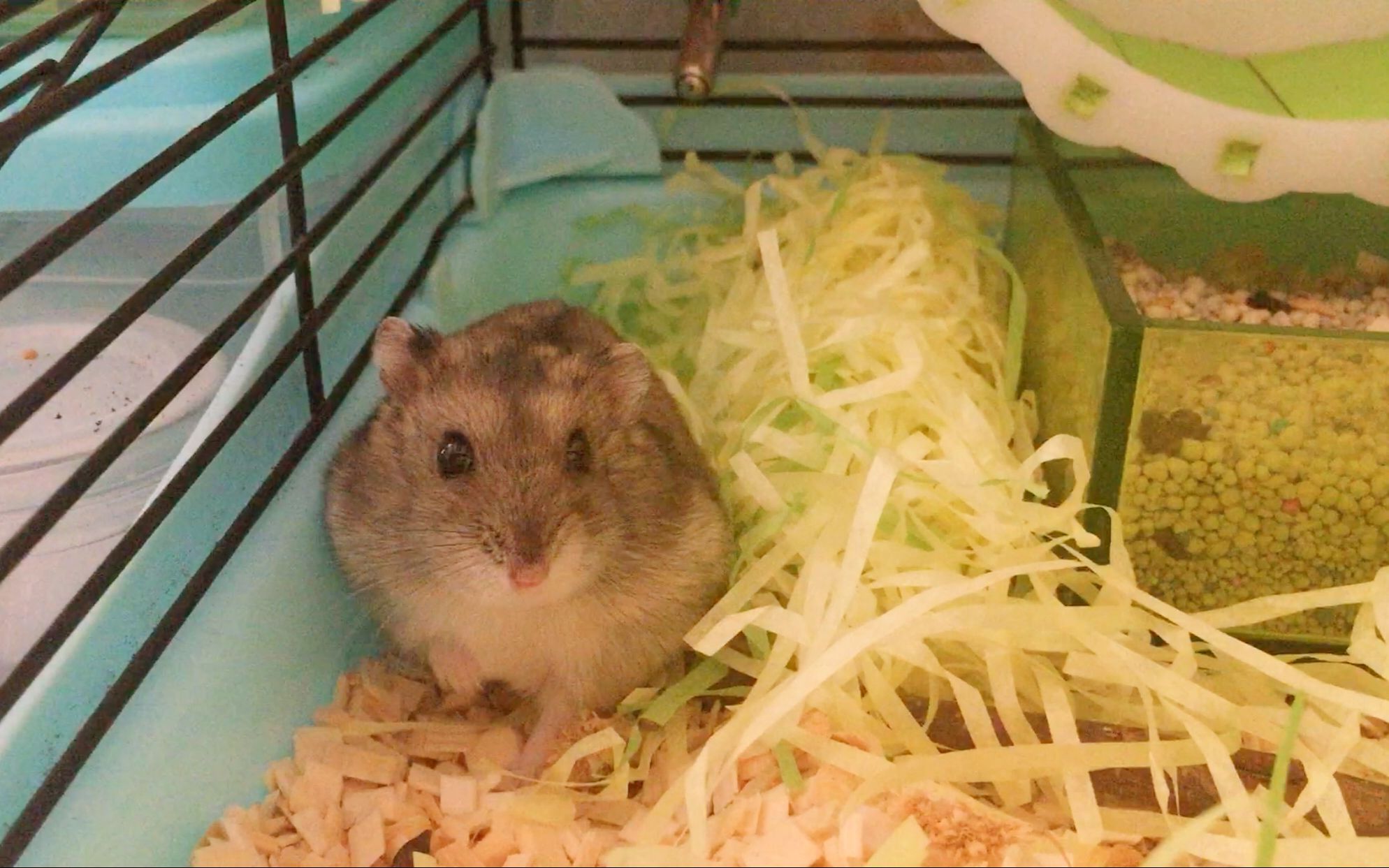 【巧克力的养成计划】仓鼠的萌化日常