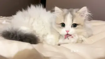 小猫你...怎么比人还妩媚