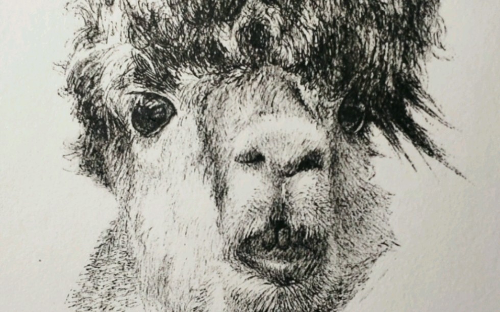 活动作品草泥马