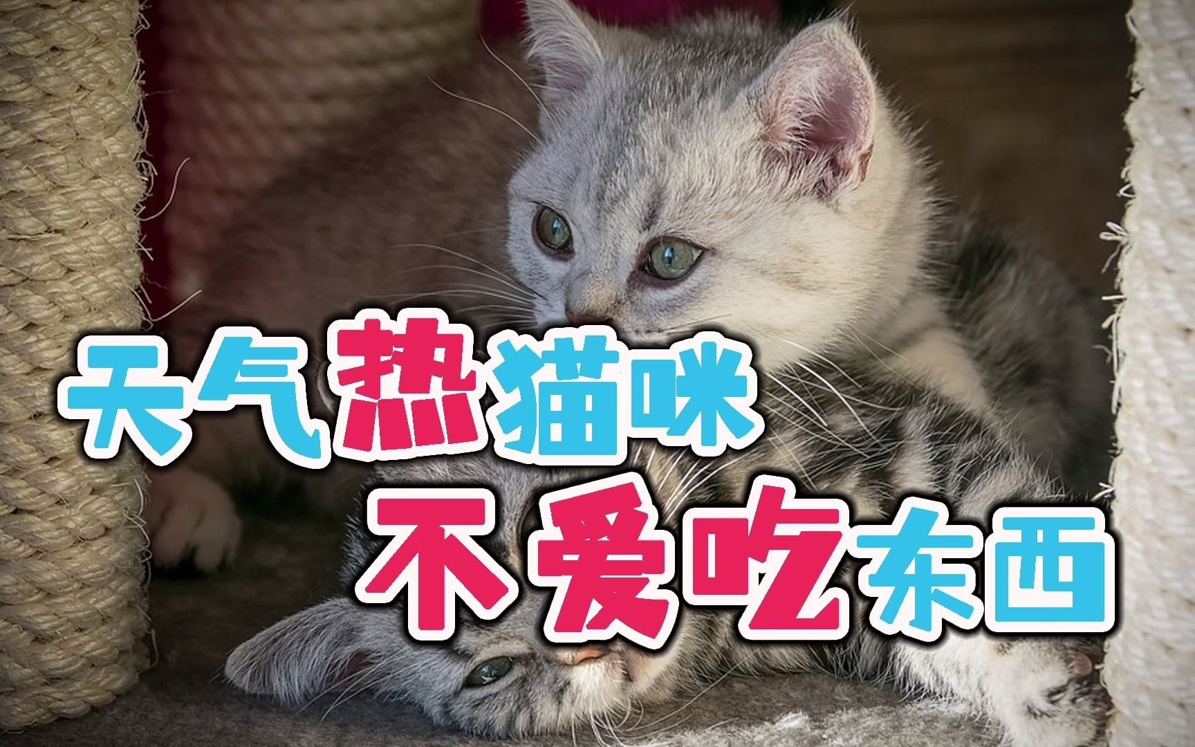 天气热猫咪不爱吃东西