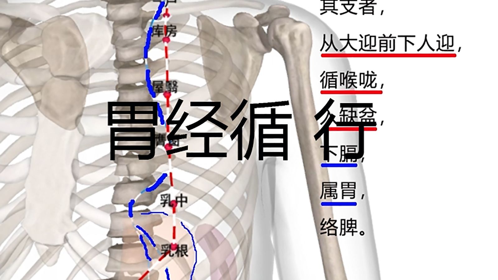 足阳明胃经循行 六分钟内经图文笔记哔哩哔哩bilibili