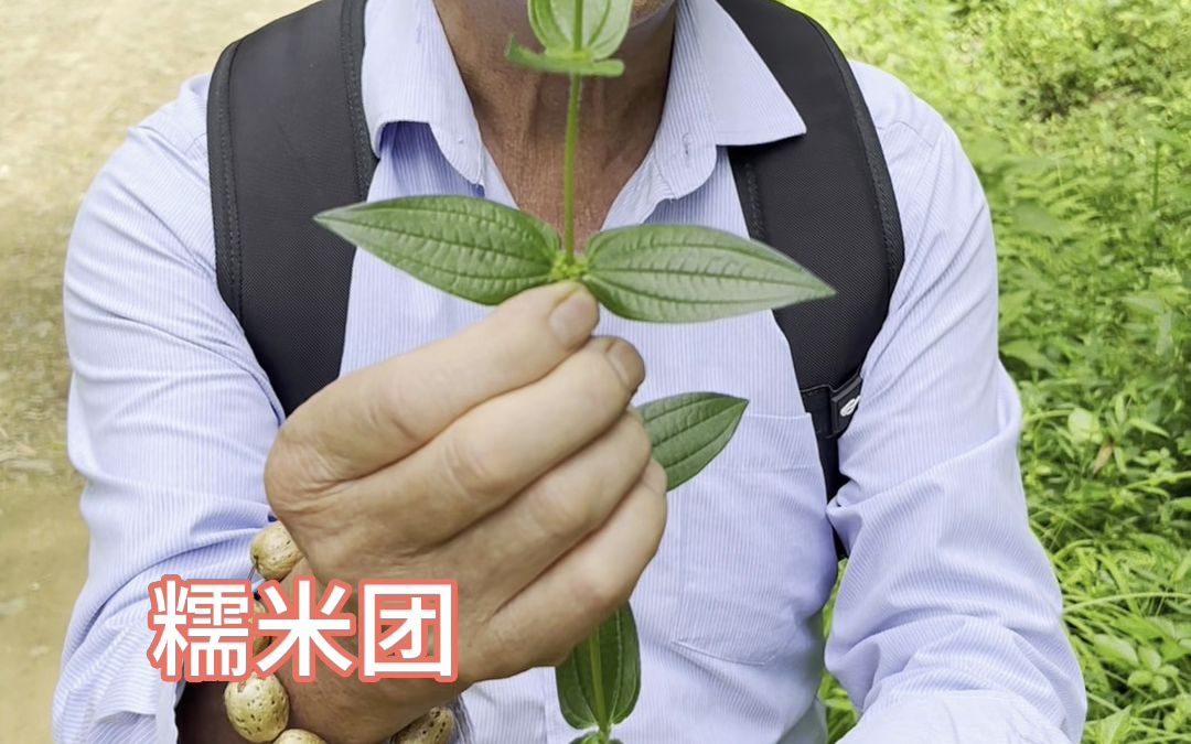 15种草药,你认识几种?哔哩哔哩bilibili