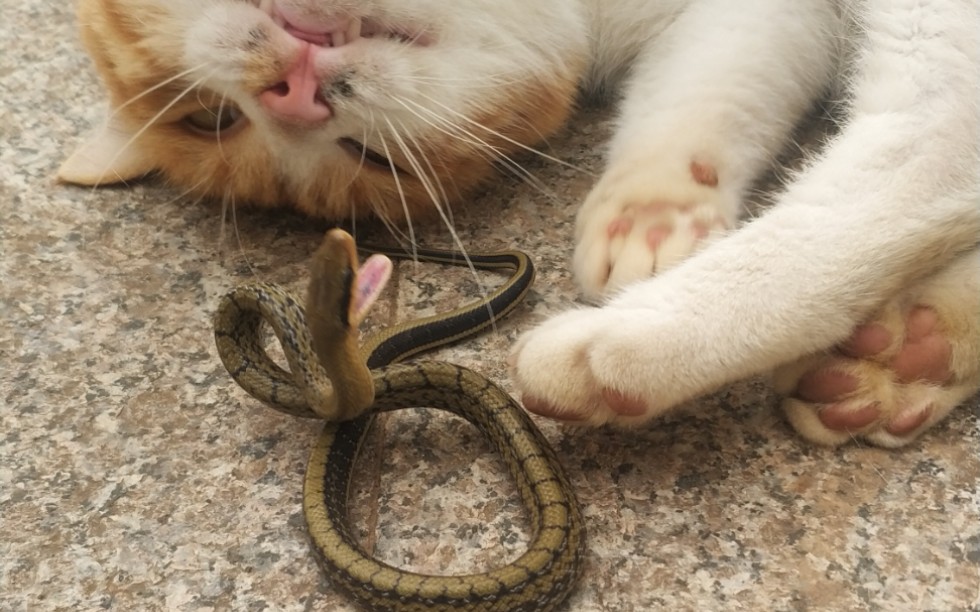 性感橘猫在线玩蛇