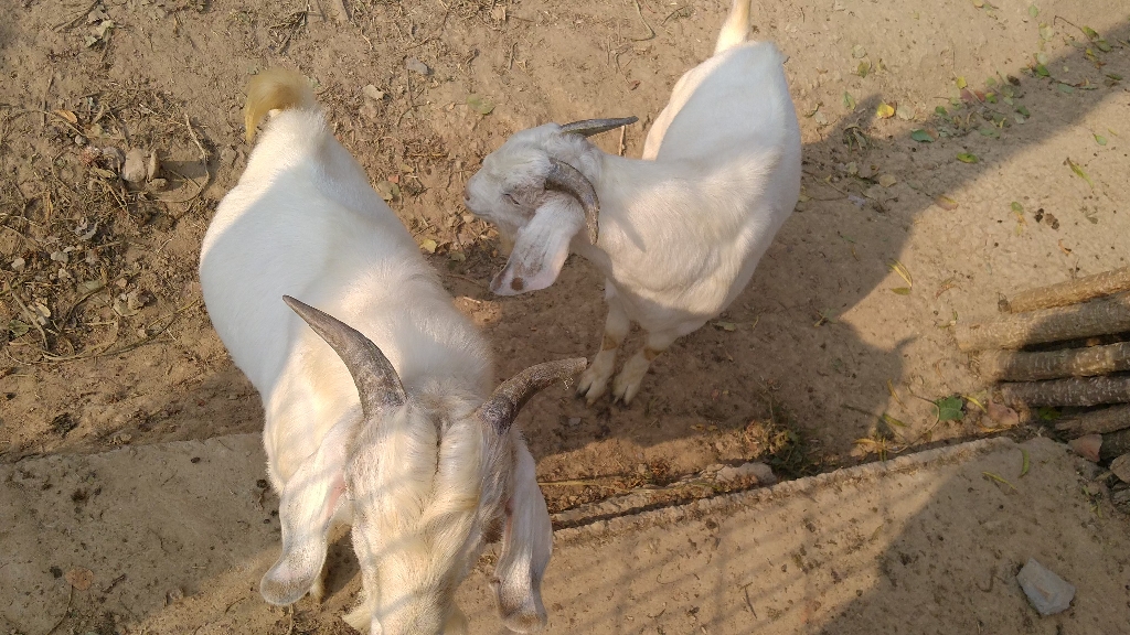 可爱的小羊长大了