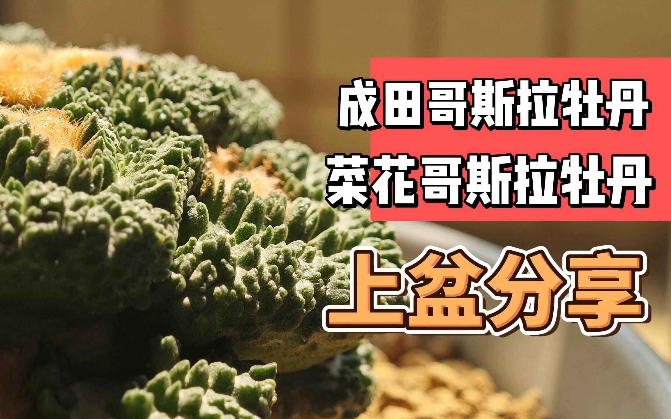 成田哥斯拉牡丹,菜花哥斯拉牡丹,上盆分享